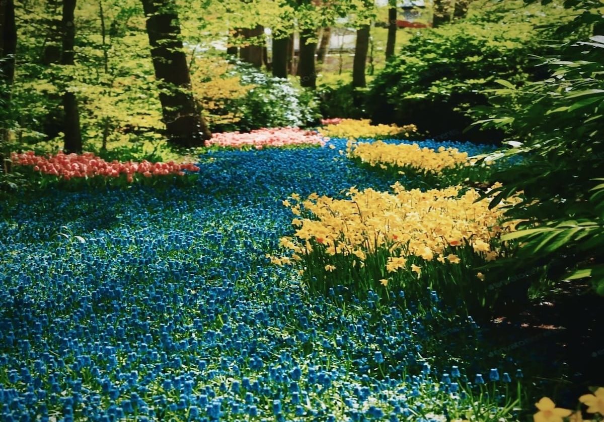 A garden full of flowers