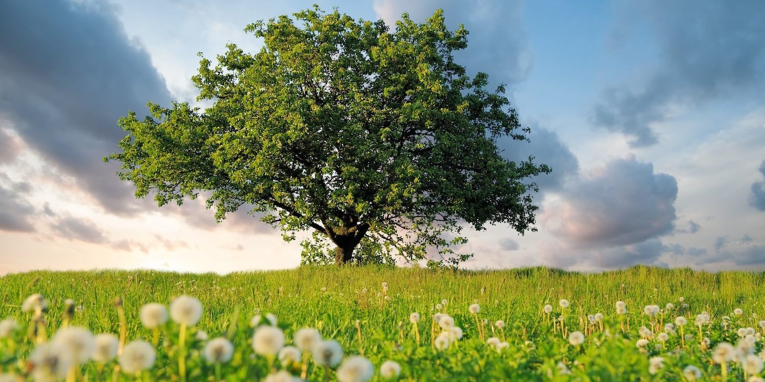 Summer landscape with a nobody tree